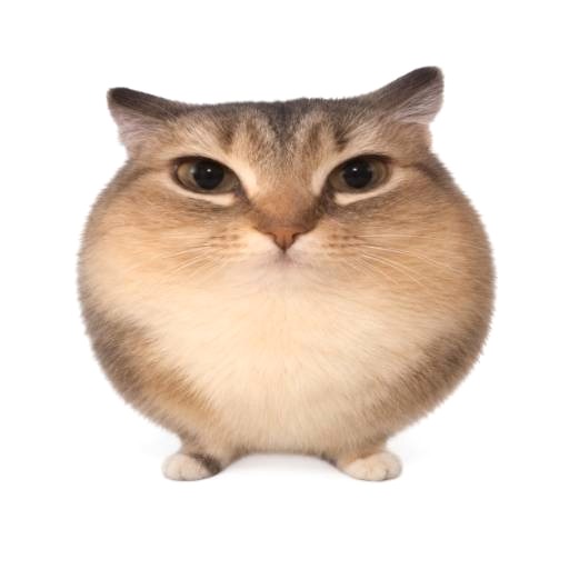 bababoi, a tabby cat shaped almost exactly like a circle